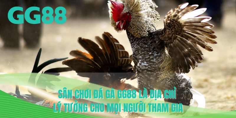 Sân chơi đá gà GG88 là địa chỉ lý tưởng cho mọi người tham gia